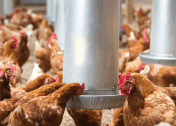Descarte de ovos e bloqueio em incubatórios são adotados após detecção no RS; autoridades reforçam que consumo de carne e ovos continua seguro