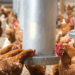 Descarte de ovos e bloqueio em incubatórios são adotados após detecção no RS; autoridades reforçam que consumo de carne e ovos continua seguro