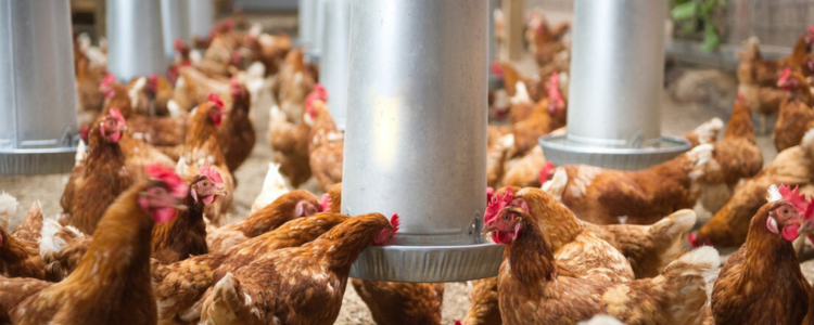 Descarte de ovos e bloqueio em incubatórios são adotados após detecção no RS; autoridades reforçam que consumo de carne e ovos continua seguro