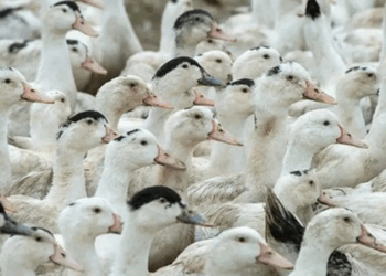 Vírus da gripe aviária H5N1 matou 38 aves no Zoológico de Sapucaia do Sul, no RS. Parque está fechado e governo reforça alerta para sinais da doença em aves.