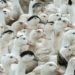 Vírus da gripe aviária H5N1 matou 38 aves no Zoológico de Sapucaia do Sul, no RS. Parque está fechado e governo reforça alerta para sinais da doença em aves.