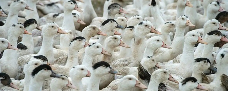 Vírus da gripe aviária H5N1 matou 38 aves no Zoológico de Sapucaia do Sul, no RS. Parque está fechado e governo reforça alerta para sinais da doença em aves.