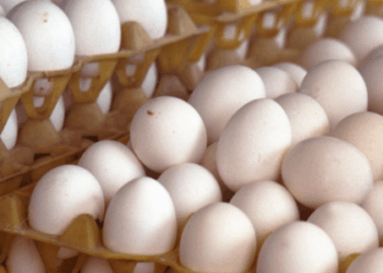 Minas Gerais descarta 450 toneladas de ovos férteis provenientes de granja com foco de gripe aviária em Montenegro (RS). Ação visa controle sanitário.