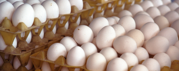 Minas Gerais descarta 450 toneladas de ovos férteis provenientes de granja com foco de gripe aviária em Montenegro (RS). Ação visa controle sanitário.