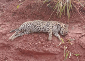 Animal foi encontrado morto em barranco da MG-255