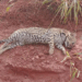 Animal foi encontrado morto em barranco da MG-255