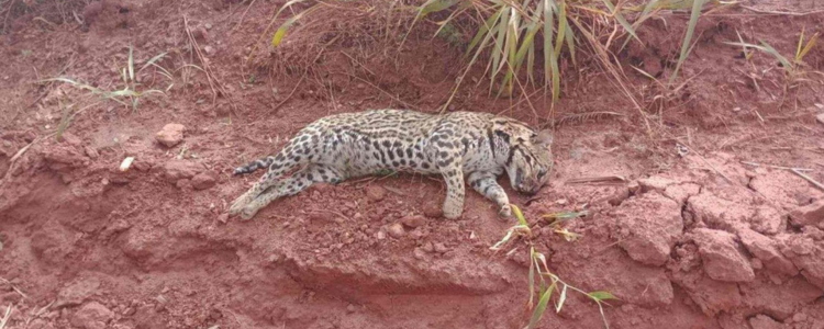 Animal foi encontrado morto em barranco da MG-255
