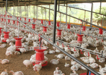 Minas Gerais declara emergência sanitária por surto de gripe aviária na Região Metropolitana de Belo Horizonte. Ministério da Agricultura investiga foco da doença e ações de controle.