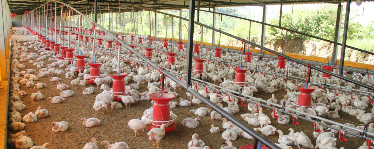 Minas Gerais declara emergência sanitária por surto de gripe aviária na Região Metropolitana de Belo Horizonte. Ministério da Agricultura investiga foco da doença e ações de controle.