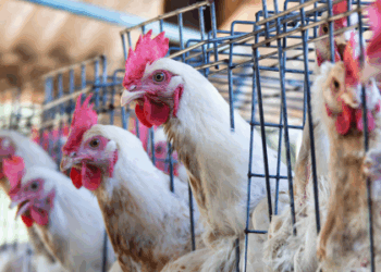 A gripe aviária pode causar desde sintomas leves até complicações graves em humanos. Saiba quais são os sintomas, o risco de morte, e o que cientistas alertam sobre o vírus H5N1.