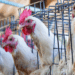 A gripe aviária pode causar desde sintomas leves até complicações graves em humanos. Saiba quais são os sintomas, o risco de morte, e o que cientistas alertam sobre o vírus H5N1.