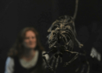 Pesquisadores identificam nova espécie de dinossauro do tamanho de um labrador, o Enigmacursor mollyborthwickae, que viveu há 150 milhões de anos. Fóssil está em exibição em Londres.