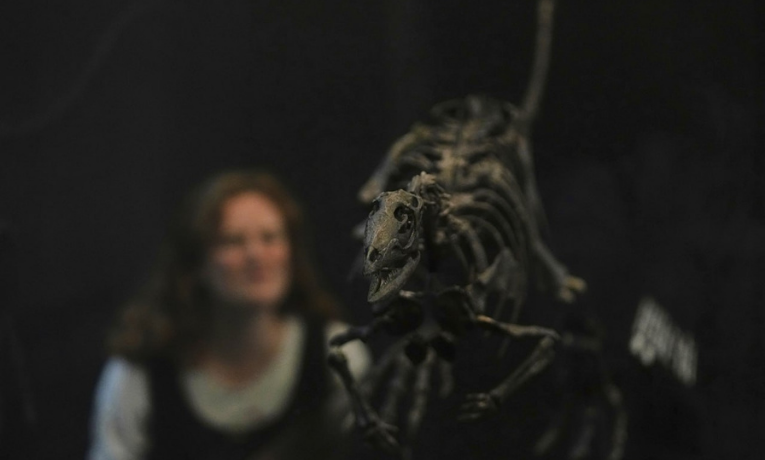 Pesquisadores identificam nova espécie de dinossauro do tamanho de um labrador, o Enigmacursor mollyborthwickae, que viveu há 150 milhões de anos. Fóssil está em exibição em Londres.