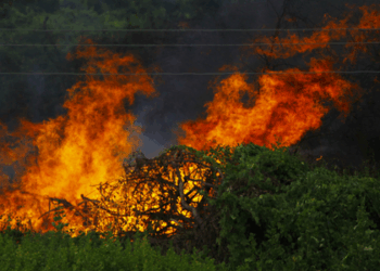 Relatório do MapBiomas mostra que 2024 foi o pior ano de queimadas no Brasil em 40 anos, com 30 milhões de hectares destruídos, principalmente na Amazônia e na Mata Atlântica.