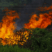 Relatório do MapBiomas mostra que 2024 foi o pior ano de queimadas no Brasil em 40 anos, com 30 milhões de hectares destruídos, principalmente na Amazônia e na Mata Atlântica.
