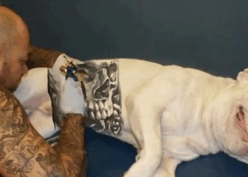 Lei 15.150 entra em vigor e proíbe tatuagens e piercings em cães e gatos com fins estéticos. Punição inclui prisão, multa e perda da guarda. Ato é considerado maus-tratos.