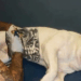 Lei 15.150 entra em vigor e proíbe tatuagens e piercings em cães e gatos com fins estéticos. Punição inclui prisão, multa e perda da guarda. Ato é considerado maus-tratos.