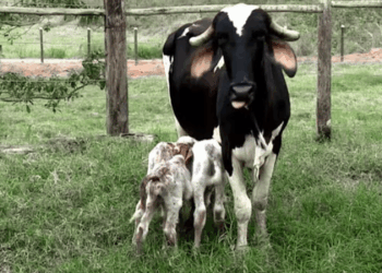 Uma vaca deu à luz trigêmeos em Pancas, no Espírito Santo. Nascimento raro na pecuária gera comoção e cuidados veterinários redobrados. Especialistas explicam os riscos e a genética envolvida.