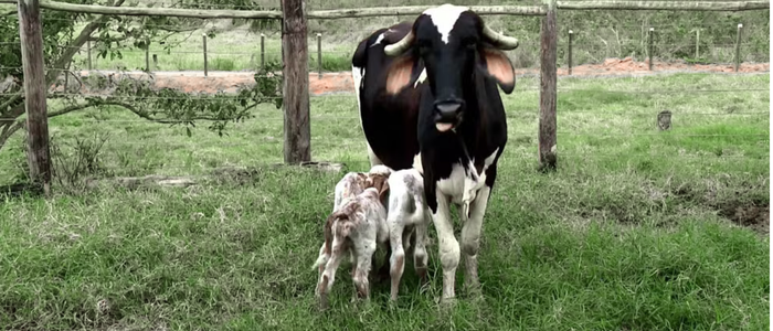 Uma vaca deu à luz trigêmeos em Pancas, no Espírito Santo. Nascimento raro na pecuária gera comoção e cuidados veterinários redobrados. Especialistas explicam os riscos e a genética envolvida.