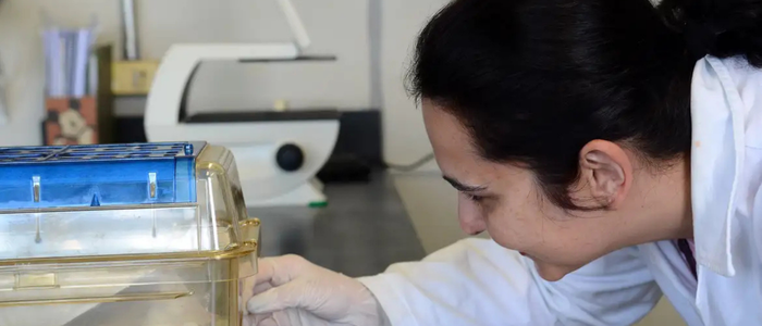 Pesquisadores brasileiros criam biotecidos de fígado que simulam tecido humano real para testes de toxicidade, oferecendo alternativa mais confiável e ética aos testes em animais. A inovação pode acelerar o desenvolvimento de novos medicamentos e tratamentos.