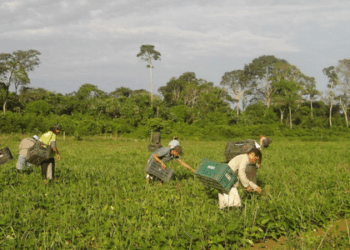 CMN aprova nova resolução para o Proagro 2025/2026. Medidas ampliam acesso, aumentam indenizações e reduzem custo de adesão. Foco é a agricultura familiar.