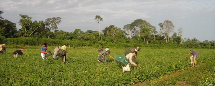 CMN aprova nova resolução para o Proagro 2025/2026. Medidas ampliam acesso, aumentam indenizações e reduzem custo de adesão. Foco é a agricultura familiar.