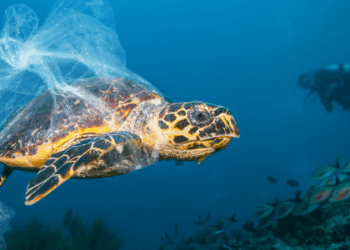 Até 2060, o mundo pode gerar 1,2 bilhão de toneladas de plástico por ano. Relatório acende alerta para um possível colapso ambiental. Veja como evitar esse futuro.