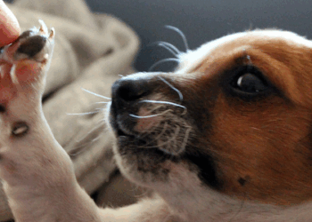 Conheça 5 animais que ajudam naturalmente no controle de pragas dentro e fora de casa. Mesmo com má fama, eles são aliados poderosos contra insetos e roedores.