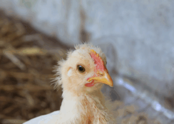 Ministério da Agricultura investiga 10 novos casos de gripe aviária no Brasil. Todos envolvem aves domésticas e silvestres, sem impacto sobre granjas comerciais nem nas exportações.