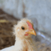 Ministério da Agricultura investiga 10 novos casos de gripe aviária no Brasil. Todos envolvem aves domésticas e silvestres, sem impacto sobre granjas comerciais nem nas exportações.
