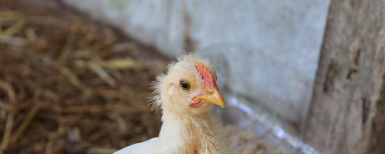 Ministério da Agricultura investiga 10 novos casos de gripe aviária no Brasil. Todos envolvem aves domésticas e silvestres, sem impacto sobre granjas comerciais nem nas exportações.