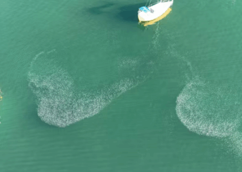 Imagens feitas com drone na Baía das Tartarugas, em Vitória, mostram cardumes prateados nadando próximo à superfície. Especialistas explicam fenômeno e destacam importância ambiental.