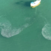 Imagens feitas com drone na Baía das Tartarugas, em Vitória, mostram cardumes prateados nadando próximo à superfície. Especialistas explicam fenômeno e destacam importância ambiental.
