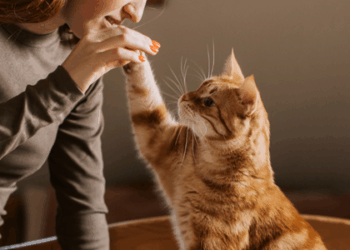 Estudo publicado na revista PLOS One revela que gatos domésticos reconhecem seus donos pelo cheiro, segundo cientistas da Universidade de Agricultura de Tóquio.
