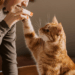 Estudo publicado na revista PLOS One revela que gatos domésticos reconhecem seus donos pelo cheiro, segundo cientistas da Universidade de Agricultura de Tóquio.