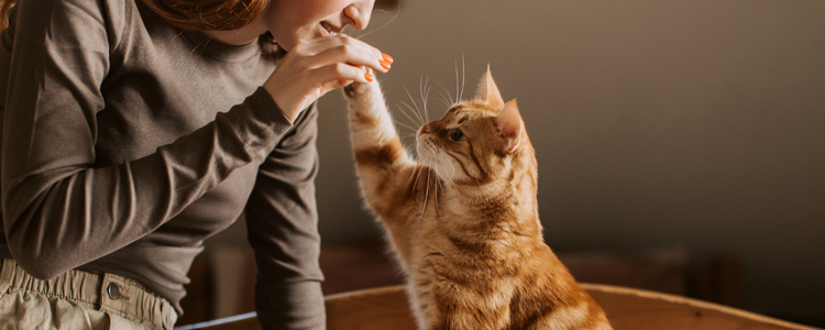 Estudo publicado na revista PLOS One revela que gatos domésticos reconhecem seus donos pelo cheiro, segundo cientistas da Universidade de Agricultura de Tóquio.