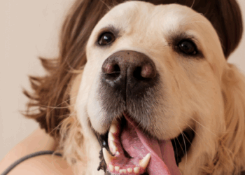 RG Animal com QR Code facilita encontrar pets perdidos e fortalece políticas públicas de bem-estar animal em todo o país.