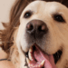 RG Animal com QR Code facilita encontrar pets perdidos e fortalece políticas públicas de bem-estar animal em todo o país.