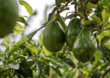 Produtores do Espírito Santo garantem abacate o ano inteiro com cultivo em diferentes altitudes e variedades como Geada e Margarida. Estratégia impulsiona produção e preço.