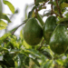 Produtores do Espírito Santo garantem abacate o ano inteiro com cultivo em diferentes altitudes e variedades como Geada e Margarida. Estratégia impulsiona produção e preço.