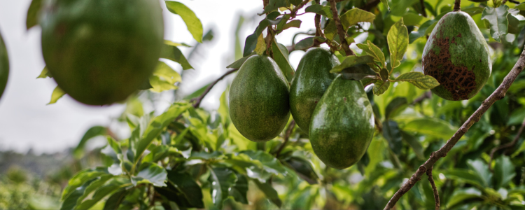 Produtores do Espírito Santo garantem abacate o ano inteiro com cultivo em diferentes altitudes e variedades como Geada e Margarida. Estratégia impulsiona produção e preço.