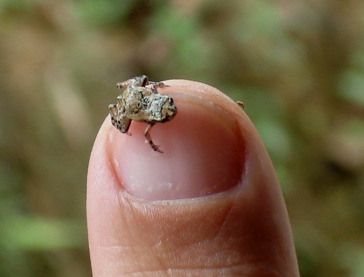 O anfíbio de nome científico Brachycephalus didactylus, também conhecido como sapo pulga, mede entre 7 e 10 milímetros de comprimento.