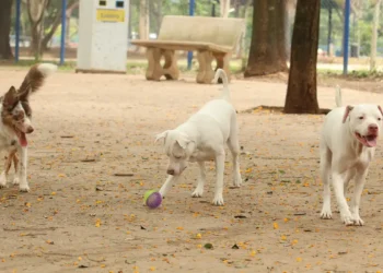 lei tatuagem animais, piercing em pets proibido, maus tratos animais, crimes ambientais, nova lei cães gatos, tutela animal, lei Fred Costa, CFMV