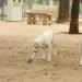 lei tatuagem animais, piercing em pets proibido, maus tratos animais, crimes ambientais, nova lei cães gatos, tutela animal, lei Fred Costa, CFMV