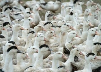 Gripe aviária: cai para 10 número de casos investigados; nenhum é em granja comercial