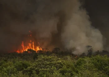 Desmatanto na meAmazônia cresce 92% em maio e acende alerta sobre efeitos das mudanças climáticas