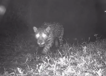 Onça-pintada reaparece no Rio de Janeiro após mais de 50 anos. Animal é monitorado por câmeras no Parque da Serra da Concórdia. Avanço na vegetação nativa favoreceu retorno da espécie.