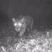 Onça-pintada reaparece no Rio de Janeiro após mais de 50 anos. Animal é monitorado por câmeras no Parque da Serra da Concórdia. Avanço na vegetação nativa favoreceu retorno da espécie.