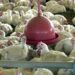 África do Sul e Singapura retiram restrições à carne de frango do Brasil após fim do foco de gripe aviária no RS. País volta a ser considerado livre da doença pela OMSA. Ao todo, 25 países já autorizaram novamente as exportações.