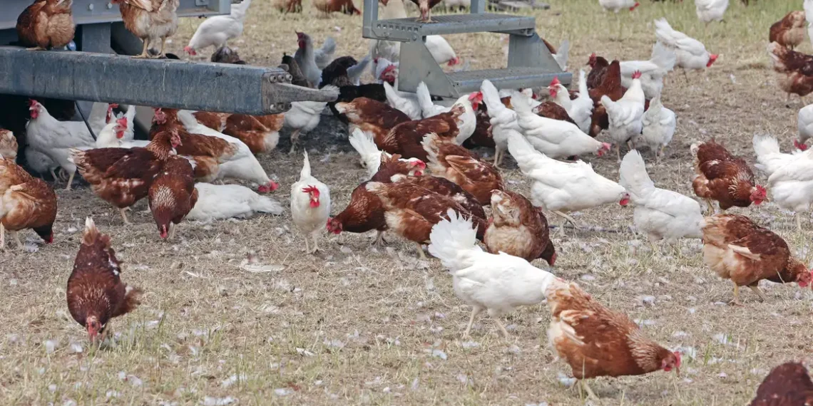 Ceará registra primeiro caso de gripe aviária H5N1 em aves domésticas. Propriedade foi isolada e segue protocolos sanitários do Ministério da Agricultura.